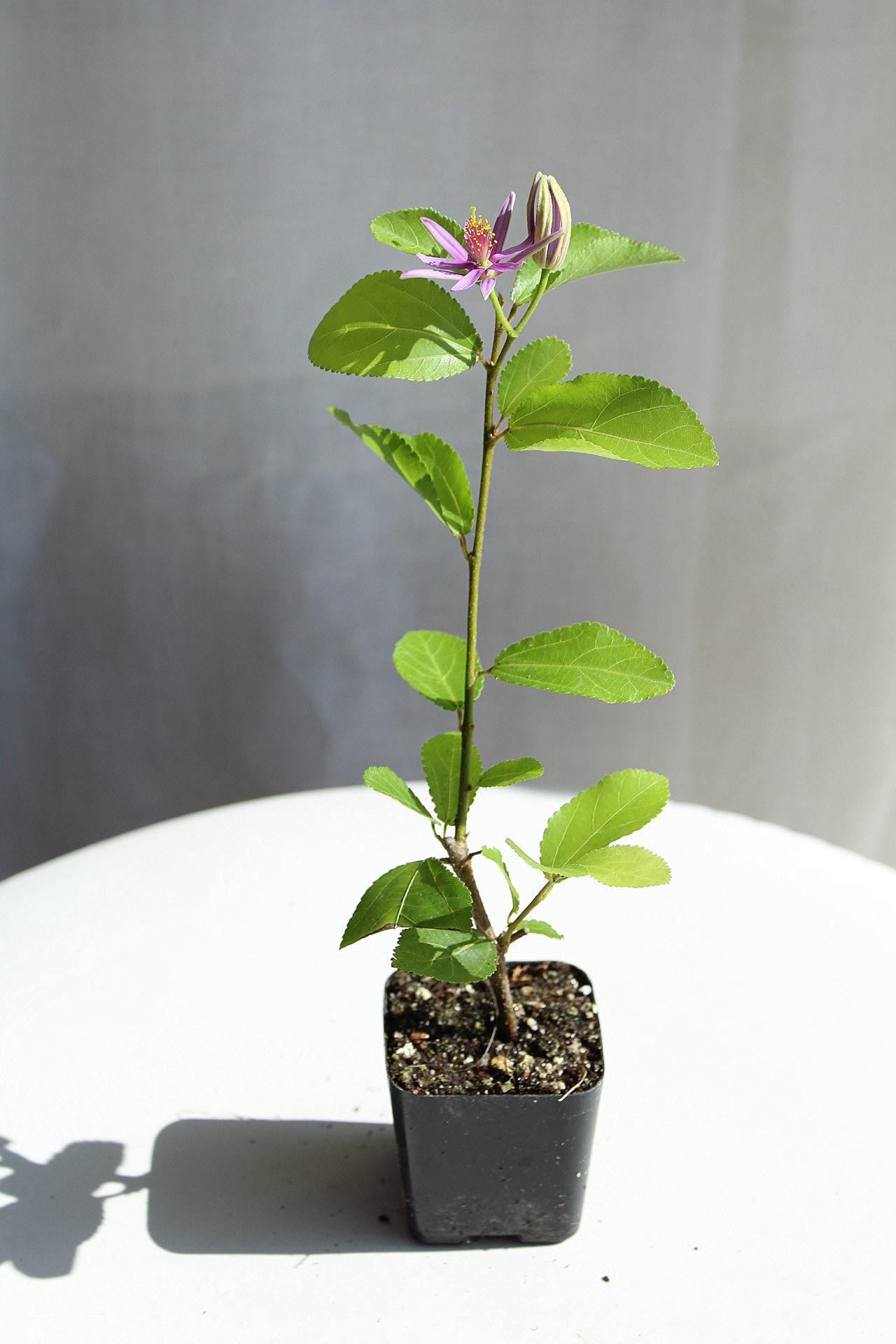 Lavender Star Flower Bonsai Tree African Starbush Crossberry Starter Plant Shrub Purple Flower Evergreen Climber Trellis Arbor Cover Outdoor