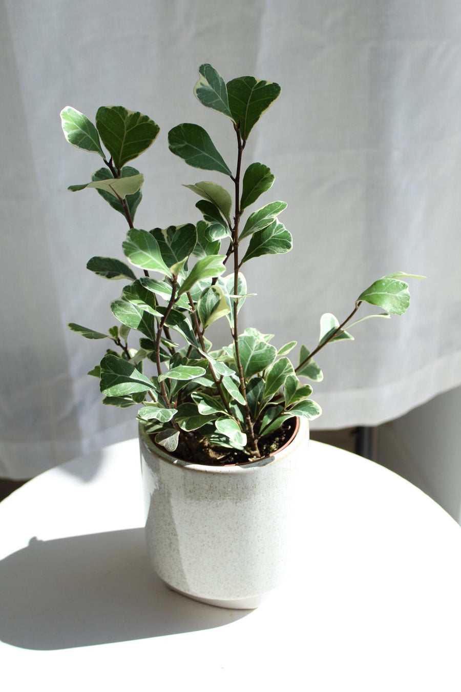 White Variegated Leaf Ficus Triangularis Fig Tree Indoor Houseplant Gift Rare Fast Growing Plant 4 Inch Pot Ficus Starter Tropical Plant