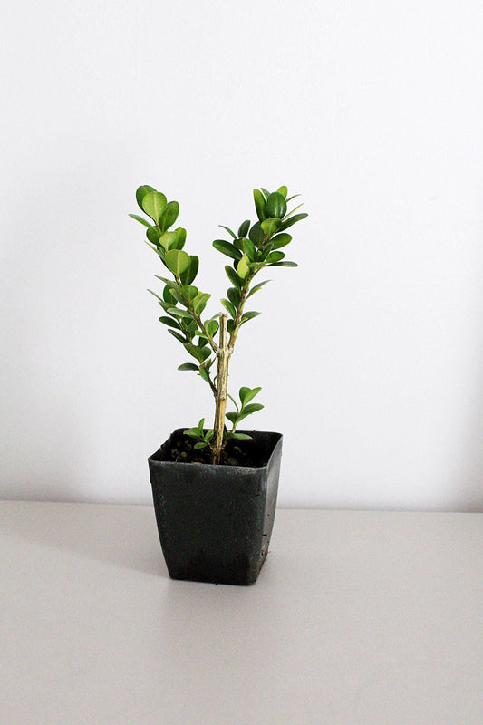 Bonsai Tree Starter Plant Gift Japanese Boxwood Plant Topiary Plant Buxus Microphylla Japonica Evergreen Shade Plant Japanese Outdoor Garden