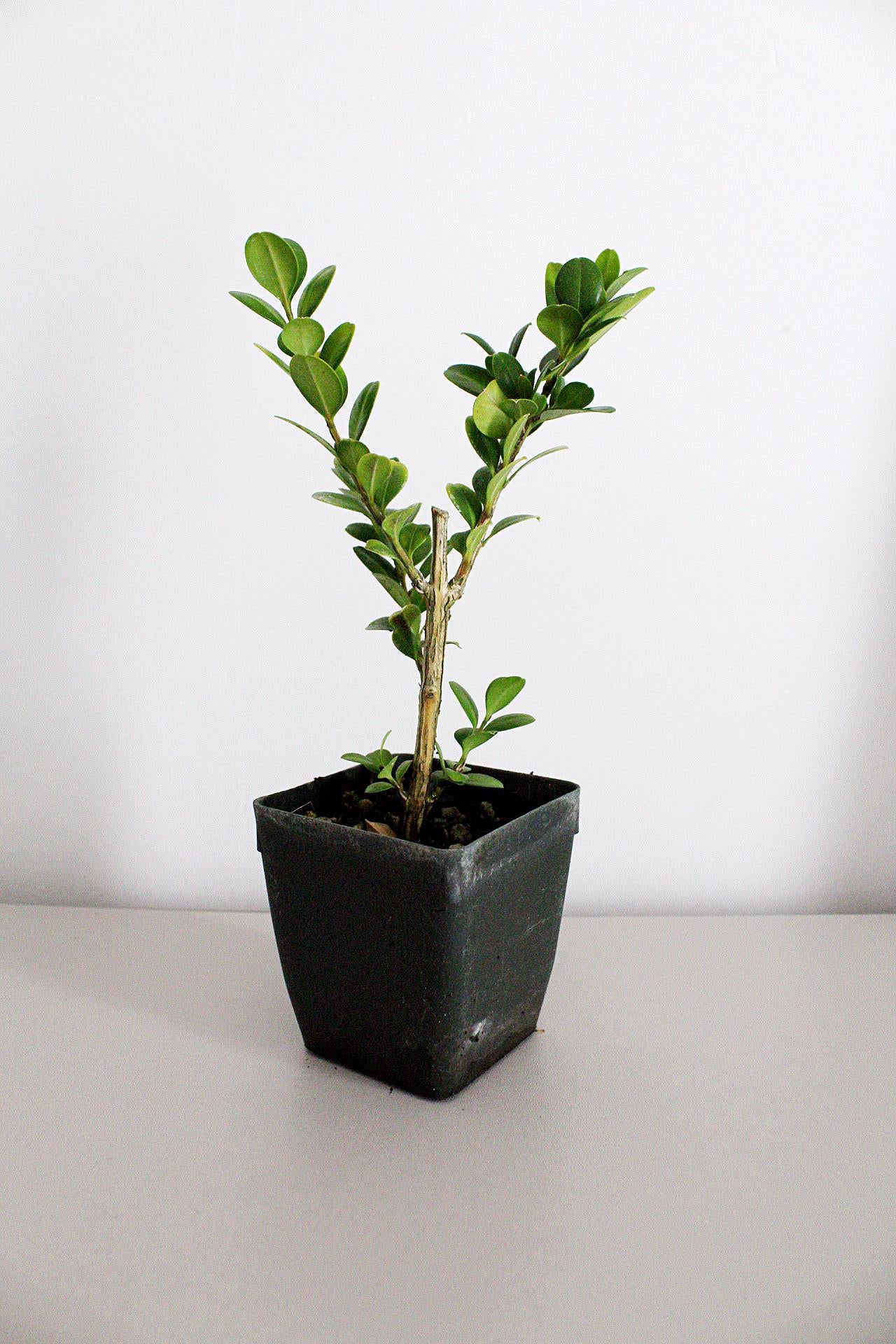 Bonsai Tree Starter Plant Gift Japanese Boxwood Plant Topiary Plant Buxus Microphylla Japonica Evergreen Shade Plant Japanese Outdoor Garden