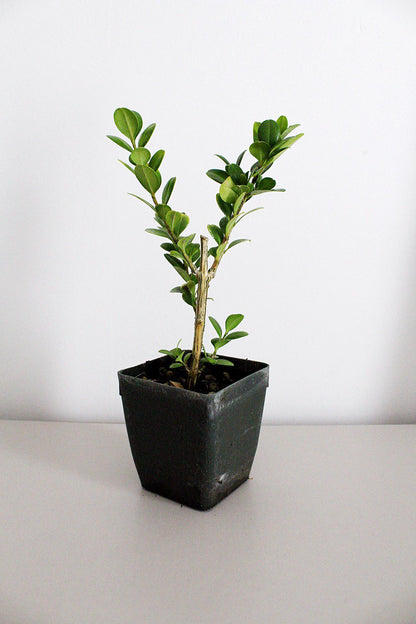 Bonsai Tree Starter Plant Gift Japanese Boxwood Plant Topiary Plant Buxus Microphylla Japonica Evergreen Shade Plant Japanese Outdoor Garden