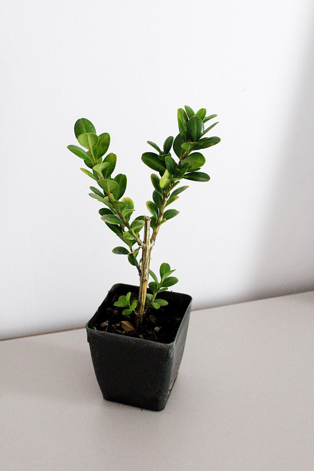 Bonsai Tree Starter Plant Gift Japanese Boxwood Plant Topiary Plant Buxus Microphylla Japonica Evergreen Shade Plant Japanese Outdoor Garden