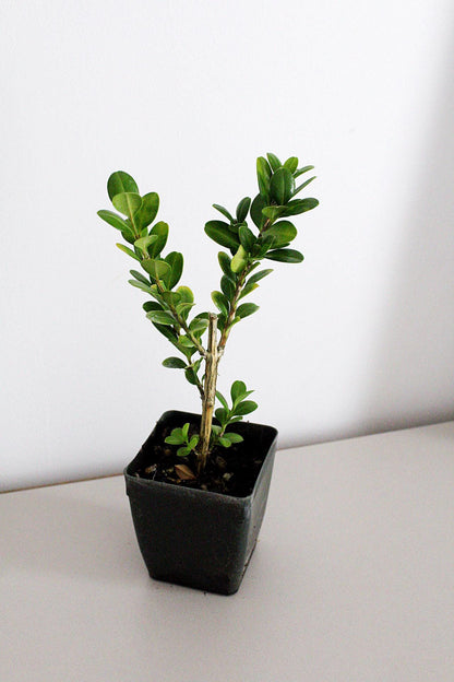 Bonsai Tree Starter Plant Gift Japanese Boxwood Plant Topiary Plant Buxus Microphylla Japonica Evergreen Shade Plant Japanese Outdoor Garden
