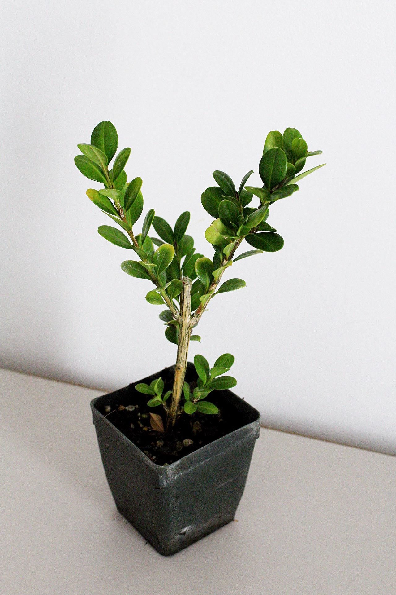 Bonsai Tree Starter Plant Gift Japanese Boxwood Plant Topiary Plant Buxus Microphylla Japonica Evergreen Shade Plant Japanese Outdoor Garden