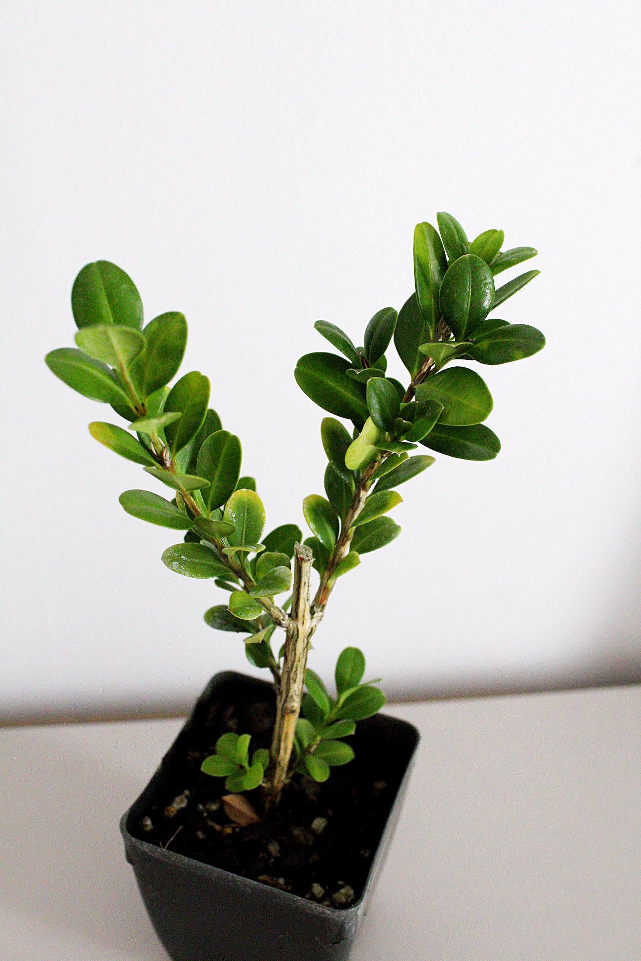 Bonsai Tree Starter Plant Gift Japanese Boxwood Plant Topiary Plant Buxus Microphylla Japonica Evergreen Shade Plant Japanese Outdoor Garden