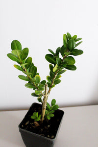 Bonsai Tree Starter Plant Gift Japanese Boxwood Plant Topiary Plant Buxus Microphylla Japonica Evergreen Shade Plant Japanese Outdoor Garden