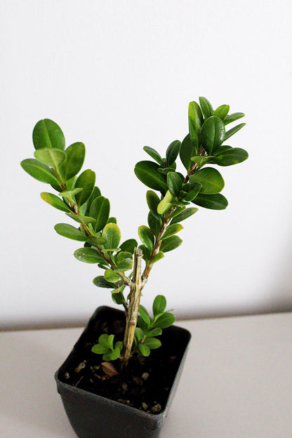 Bonsai Tree Starter Plant Gift Japanese Boxwood Plant Topiary Plant Buxus Microphylla Japonica Evergreen Shade Plant Japanese Outdoor Garden