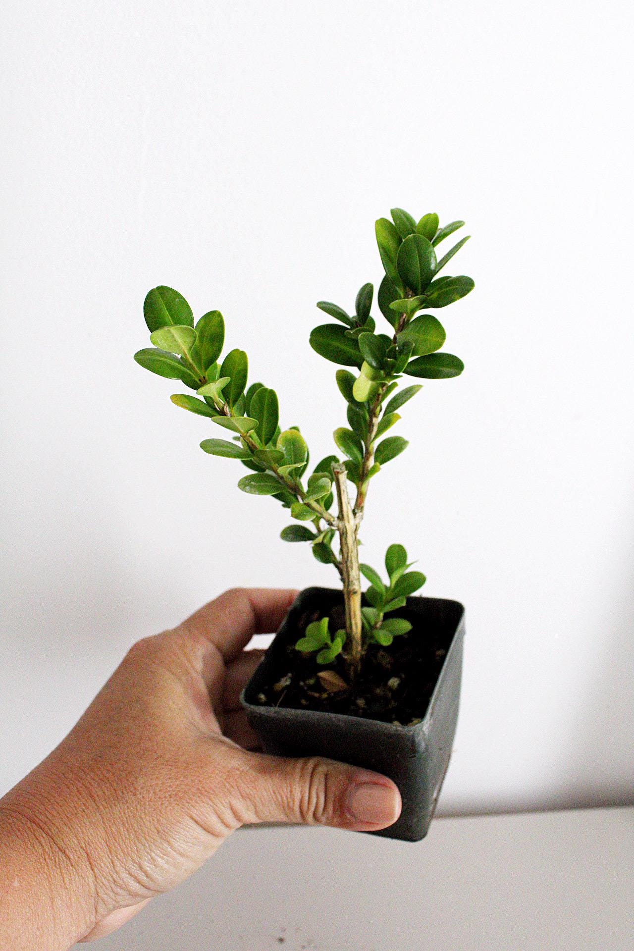 Bonsai Tree Starter Plant Gift Japanese Boxwood Plant Topiary Plant Buxus Microphylla Japonica Evergreen Shade Plant Japanese Outdoor Garden