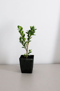 Bonsai Tree Starter Plant Gift Japanese Boxwood Plant Topiary Plant Buxus Microphylla Japonica Evergreen Shade Plant Japanese Outdoor Garden