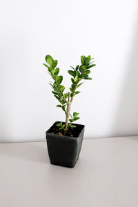 Bonsai Tree Starter Plant Gift Japanese Boxwood Plant Topiary Plant Buxus Microphylla Japonica Evergreen Shade Plant Japanese Outdoor Garden