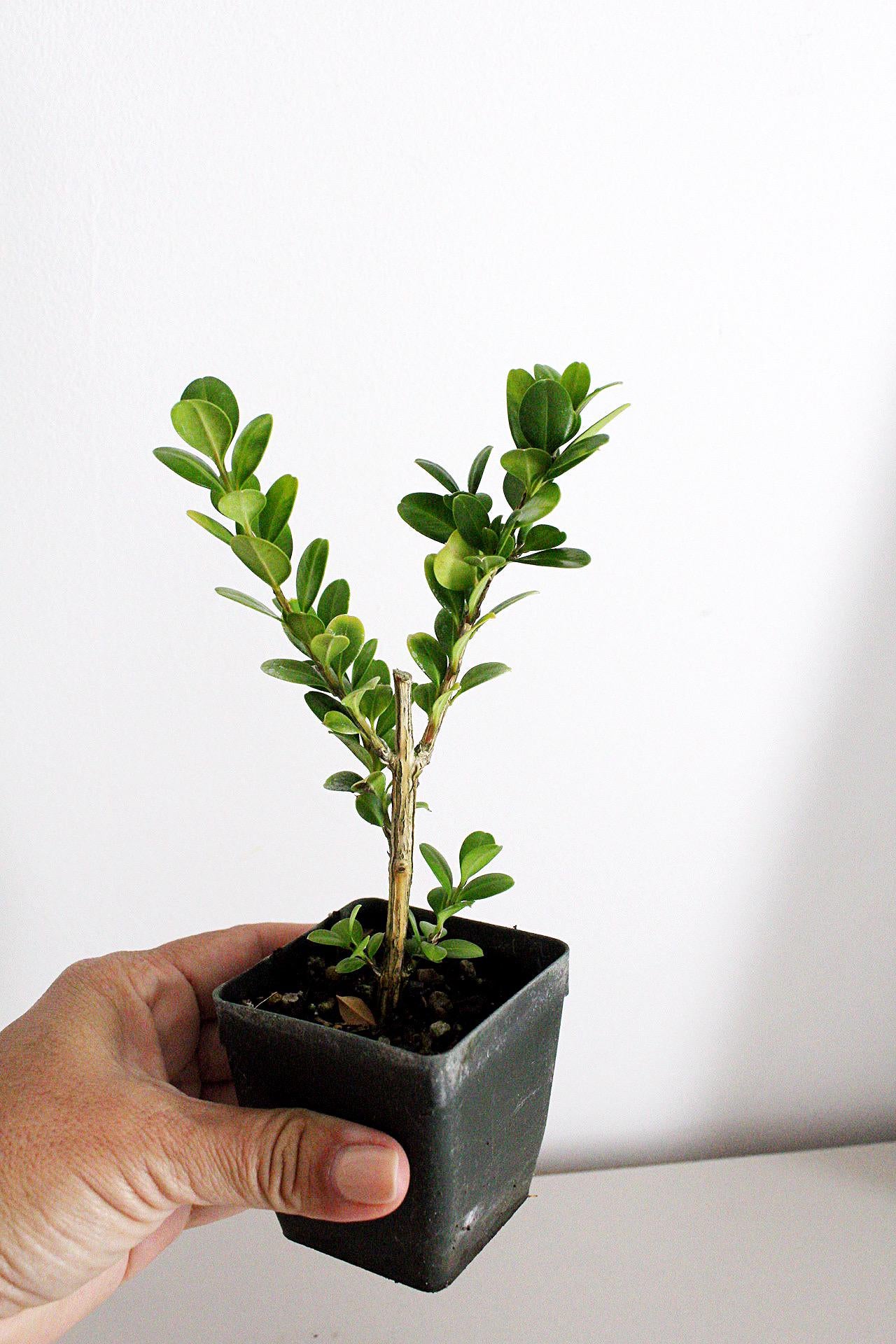 Bonsai Tree Starter Plant Gift Japanese Boxwood Plant Topiary Plant Buxus Microphylla Japonica Evergreen Shade Plant Japanese Outdoor Garden