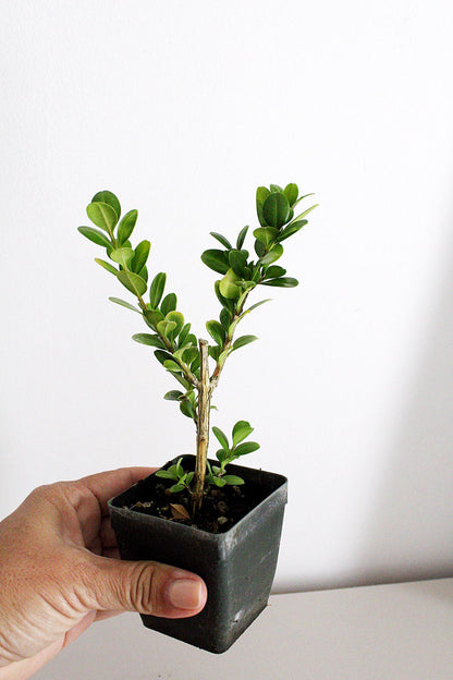 Bonsai Tree Starter Plant Gift Japanese Boxwood Plant Topiary Plant Buxus Microphylla Japonica Evergreen Shade Plant Japanese Outdoor Garden