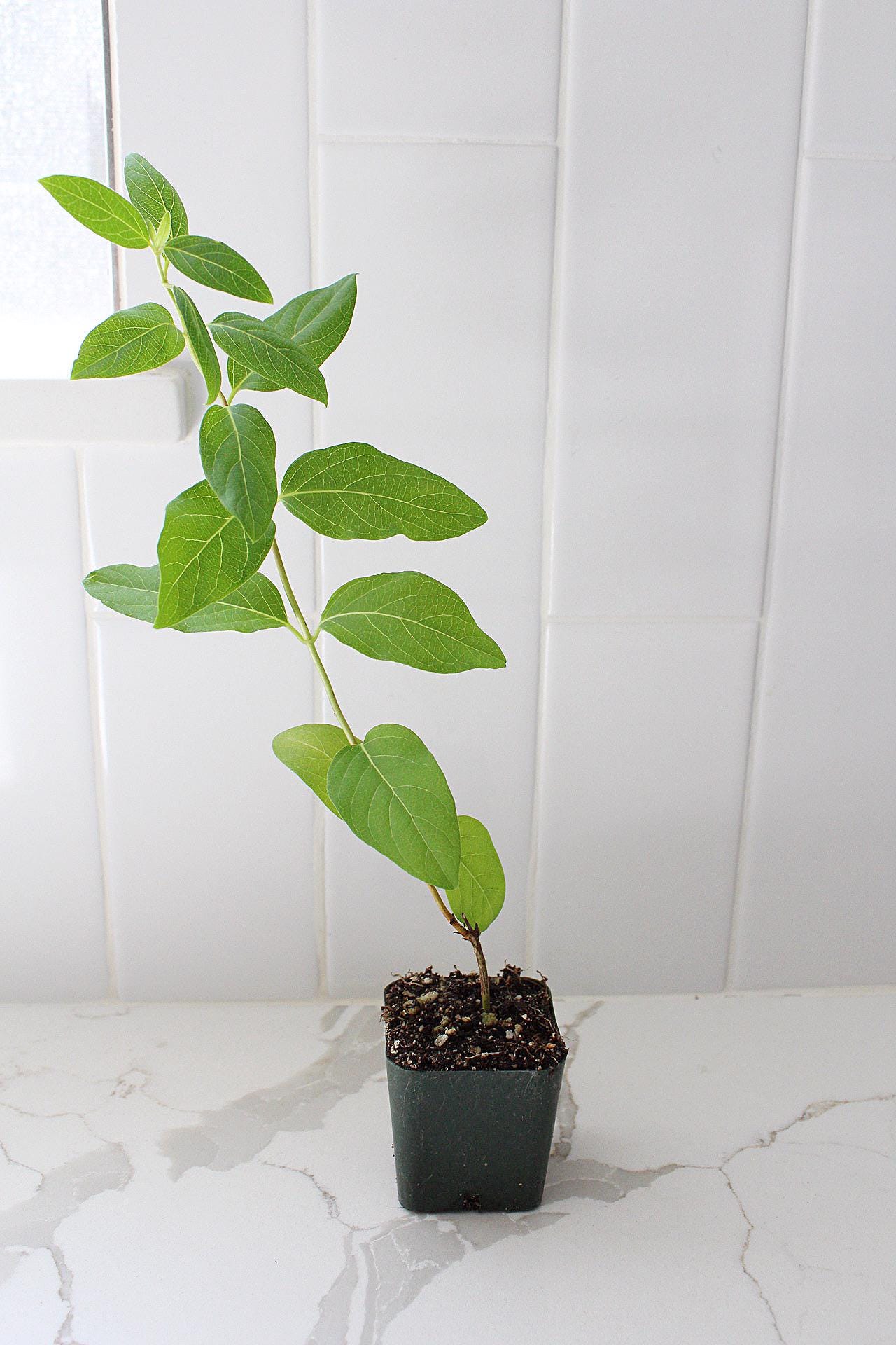 White Fragrant Flower Honeysuckle Starter Plant Vine Lonicera Halliana Plant Trellis Plant   Climbing Plant Landscape Outdoor Garden Plant