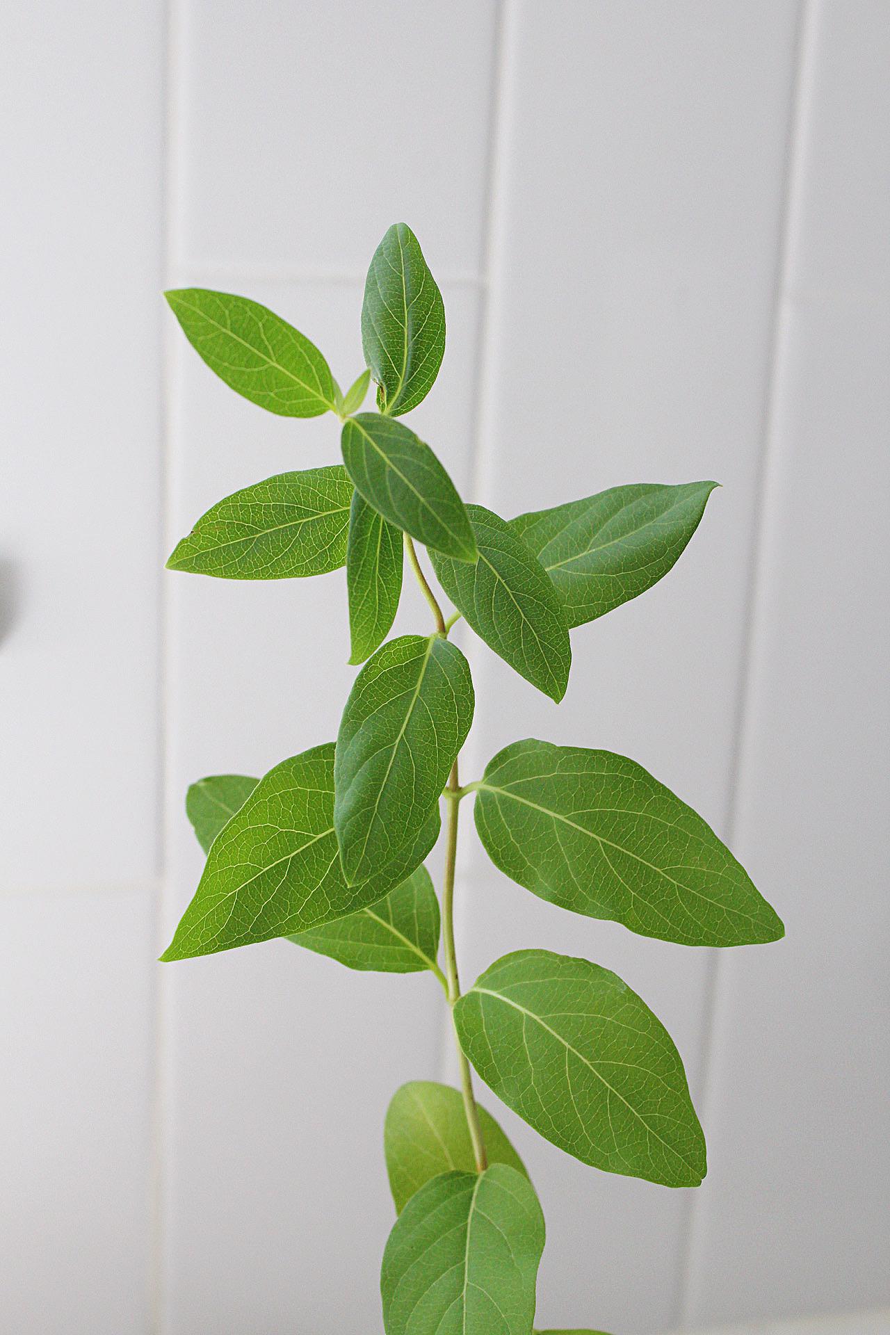 White Fragrant Flower Honeysuckle Starter Plant Vine Lonicera Halliana Plant Trellis Plant   Climbing Plant Landscape Outdoor Garden Plant