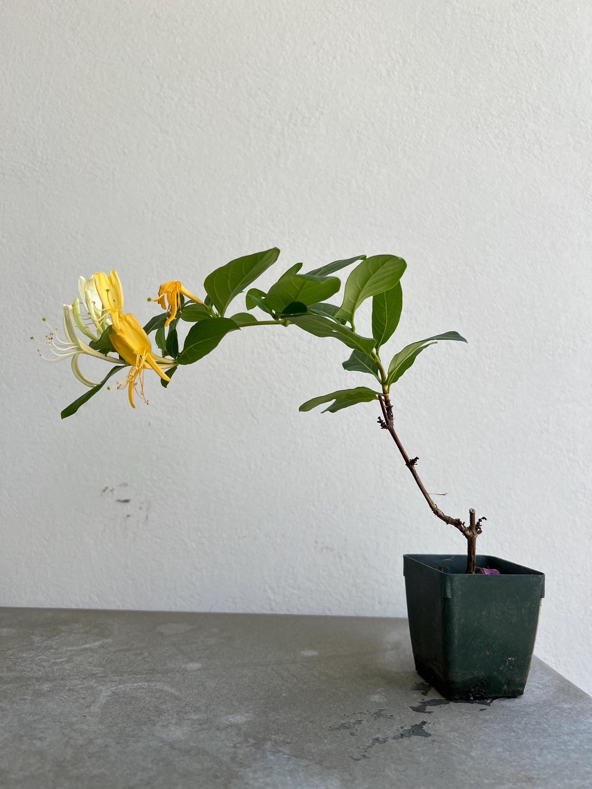 White Fragrant Flower Honeysuckle Starter Plant Vine Lonicera Halliana Plant Trellis Plant   Climbing Plant Landscape Outdoor Garden Plant blooms