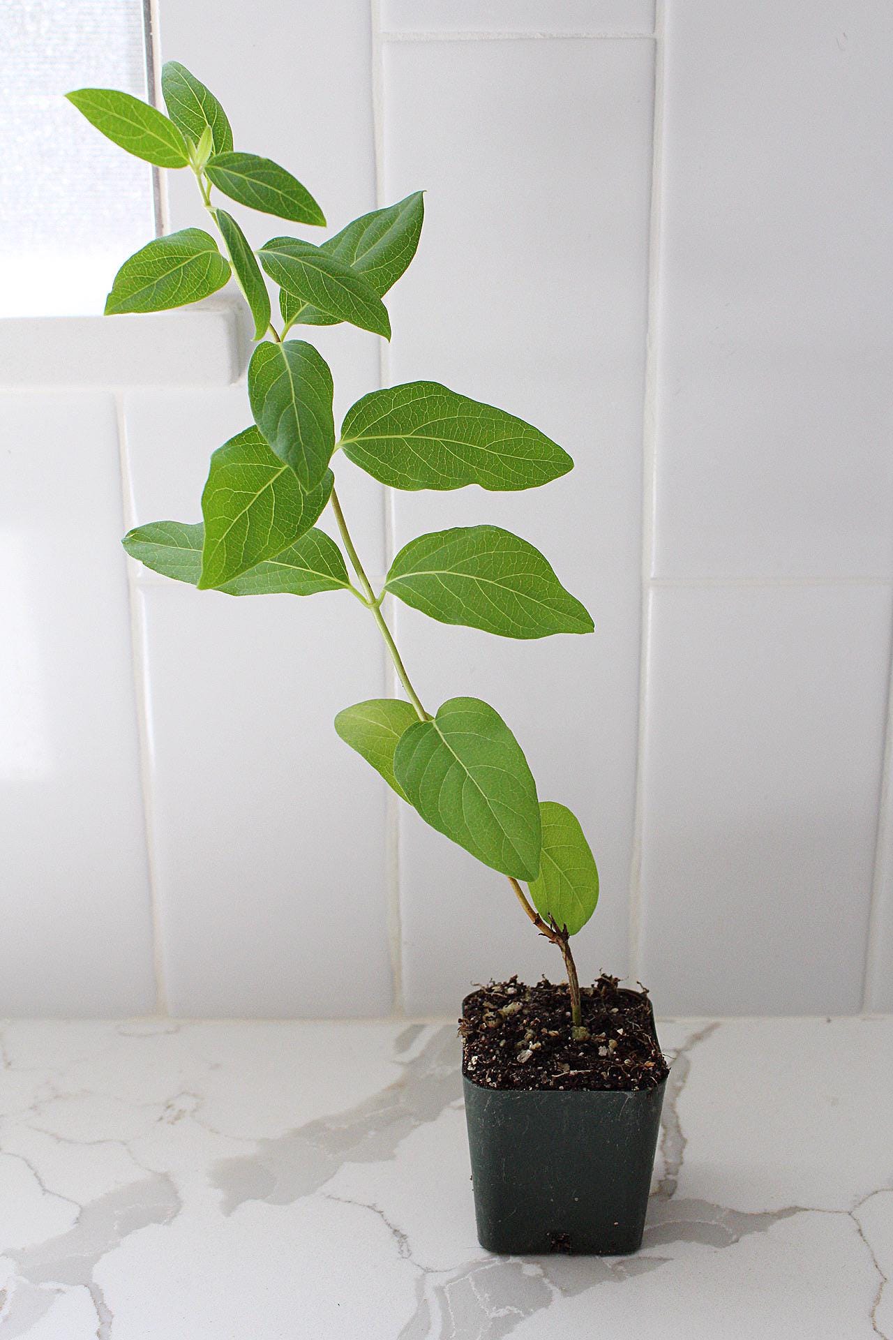 White Fragrant Flower Honeysuckle Starter Plant Vine Lonicera Halliana Plant Trellis Plant   Climbing Plant Landscape Outdoor Garden Plant