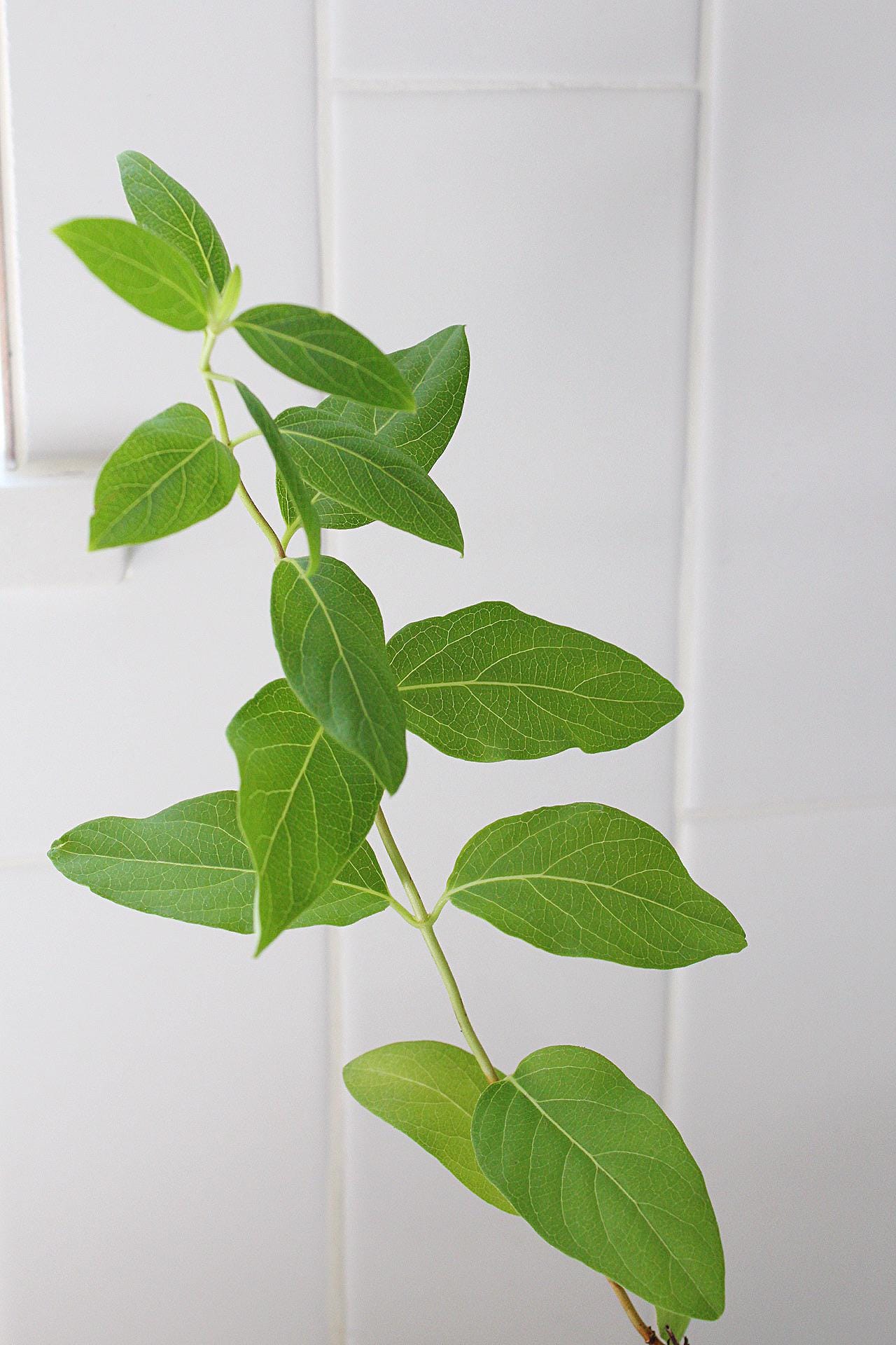 White Fragrant Flower Honeysuckle Starter Plant Vine Lonicera Halliana Plant Trellis Plant   Climbing Plant Landscape Outdoor Garden Plant