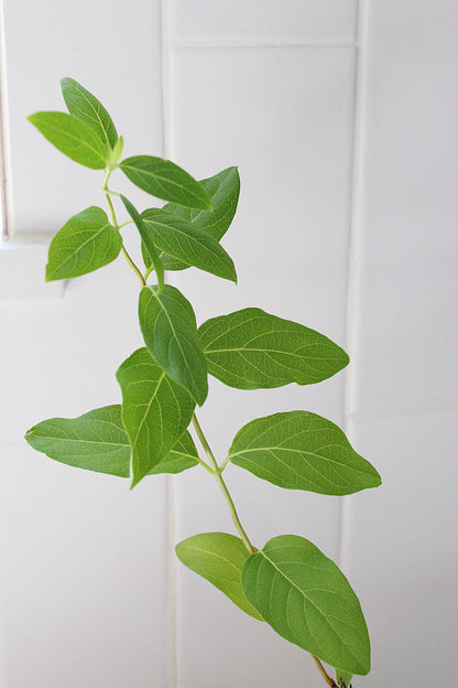 White Fragrant Flower Honeysuckle Starter Plant Vine Lonicera Halliana Plant Trellis Plant   Climbing Plant Landscape Outdoor Garden Plant