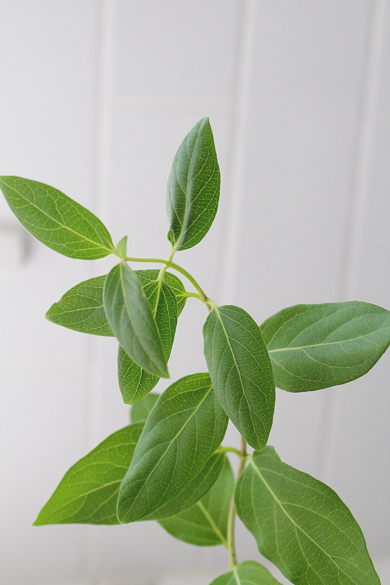 White Fragrant Flower Honeysuckle Starter Plant Vine Lonicera Halliana Plant Trellis Plant   Climbing Plant Landscape Outdoor Garden Plant