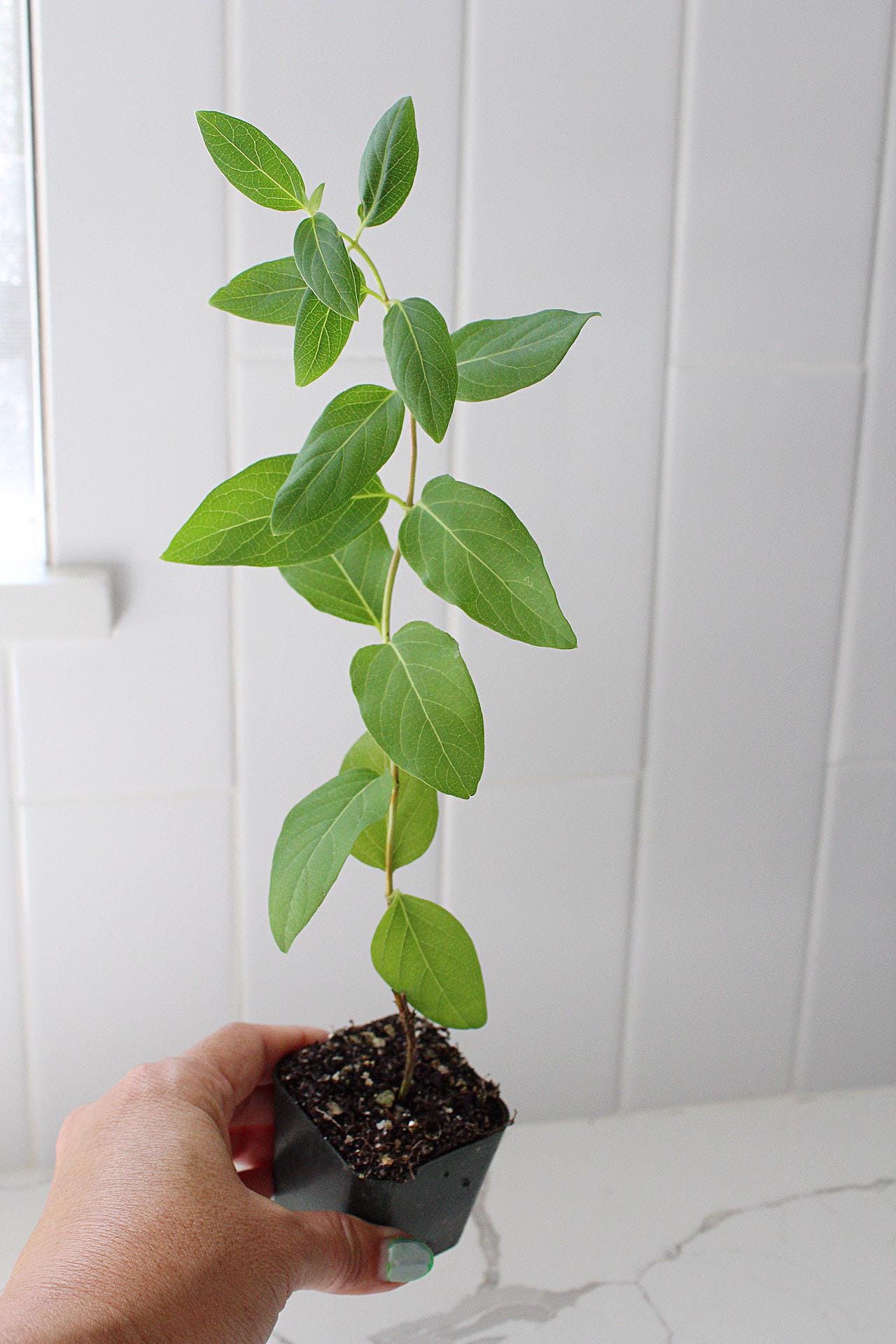 White Fragrant Flower Honeysuckle Starter Plant Vine Lonicera Halliana Plant Trellis Plant   Climbing Plant Landscape Outdoor Garden Plant