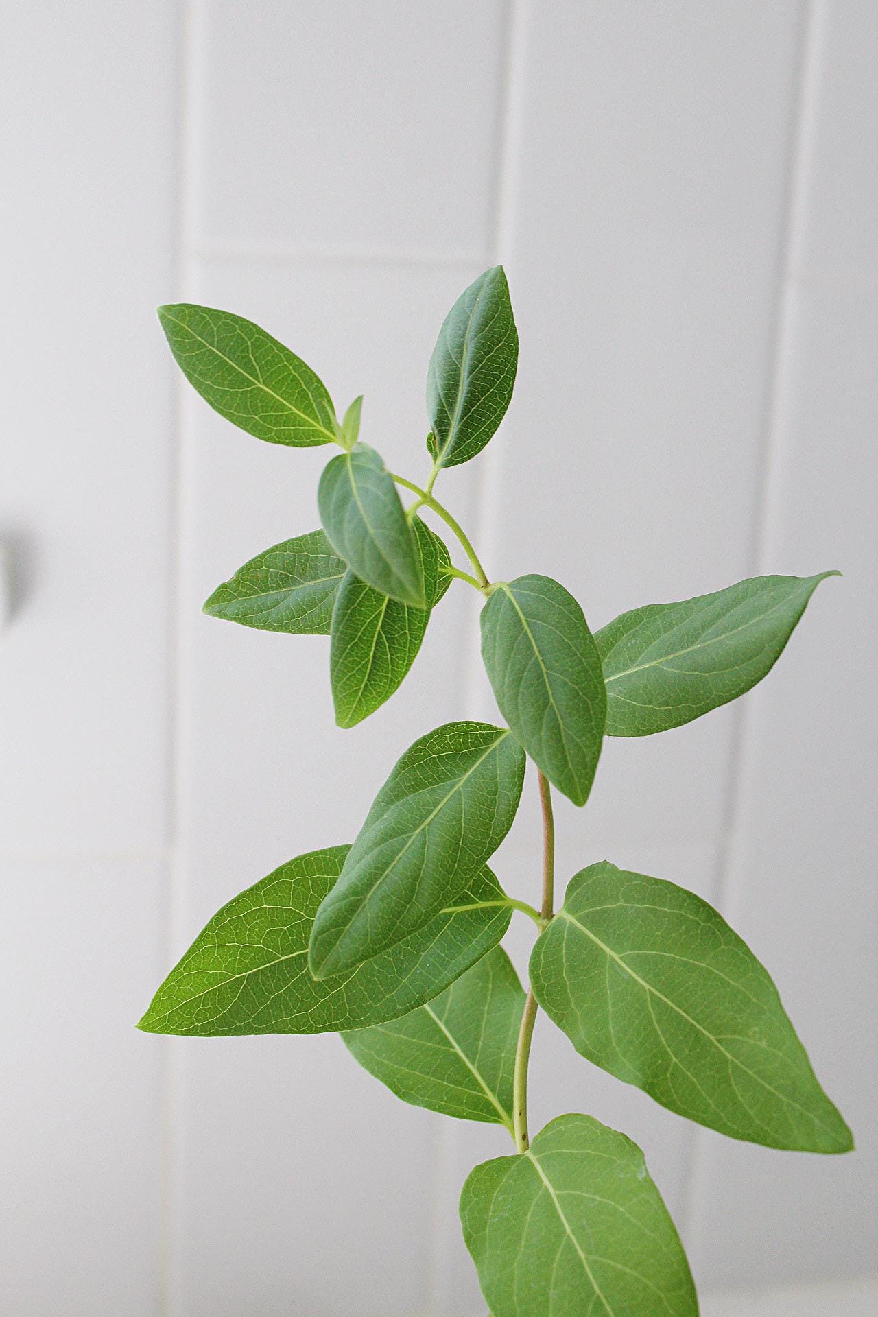 White Fragrant Flower Honeysuckle Starter Plant Vine Lonicera Halliana Plant Trellis Plant   Climbing Plant Landscape Outdoor Garden Plant