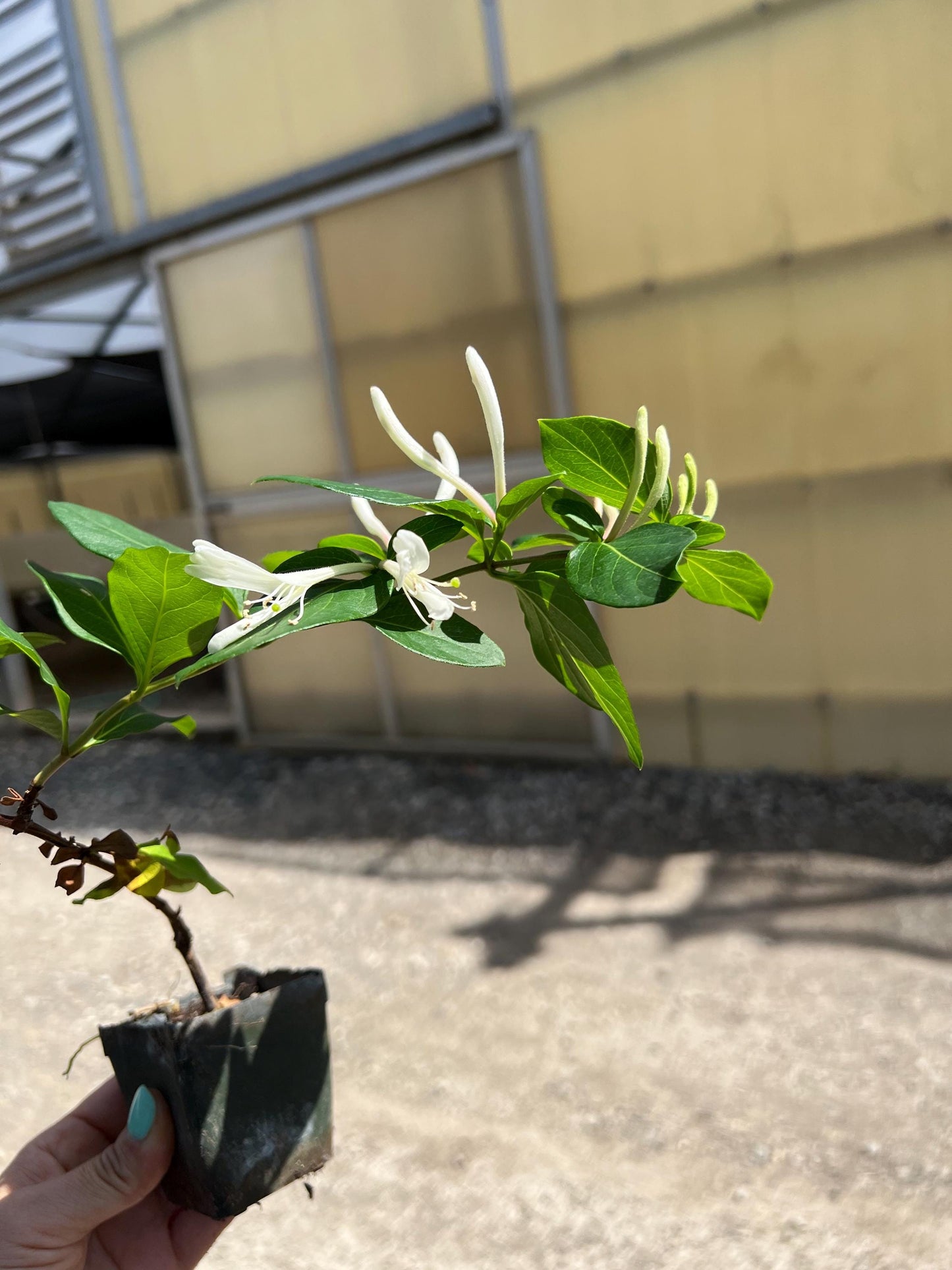 White Fragrant Flower Honeysuckle Starter Plant Vine Lonicera Halliana Plant Trellis Plant   Climbing Plant Landscape Outdoor Garden Plant
