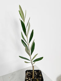 Olive Tree Seedling Mission Variety Mediterranean Garden Plant Drought Resistant Patio Tree Outdoor Fruit Producer Low Maintenance Evergreen Home Decor Gift for Plant Enthusiasts
