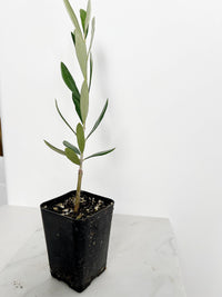 Mission Olive Tree Starter Mediterranean Plant Drought Tolerant Patio Garden Tree Beginner Friendly Outdoor Fruit Producer Evergreen Low Maintenance Home Decor Gift for Gardeners Homeowners