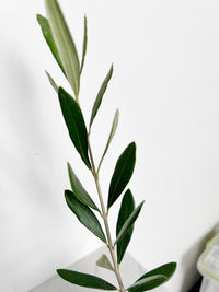 Mission Olive Tree Sapling Mediterranean Garden Plant Drought Tolerant Patio Tree Beginner Friendly Low Maintenance Outdoor Fruit Bearing Evergreen Home Decor Gift for Gardeners Plant Enthusiasts