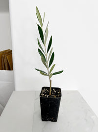 Olive Tree Seedling Mission Variety Mediterranean Garden Plant Drought Resistant Patio Tree Outdoor Fruit Producer Low Maintenance Evergreen Home Decor Gift for Plant Enthusiasts