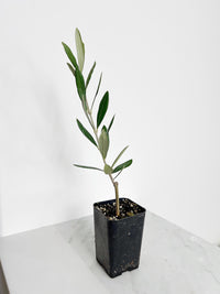 Mission Olive Sapling Mediterranean Drought Tolerant Tree Patio Plant Garden Decor Outdoor Fruit Tree Beginner Friendly Low Maintenance Gift for Gardeners Home Chefs Sustainable Living