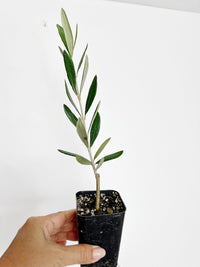 Mission Olive Tree Sapling Mediterranean Garden Plant Drought Tolerant Patio Tree Beginner Friendly Low Maintenance Outdoor Fruit Bearing Evergreen Home Decor Gift for Gardeners Plant Enthusiasts
