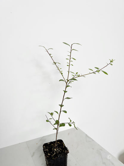 Silver Sheen Starter Plant Privacy Solution Shrub Landscaping Project Garden Border Accent Plant Low Maintenance Evergreen Ornamental Curb Appeal Housewarming Gift