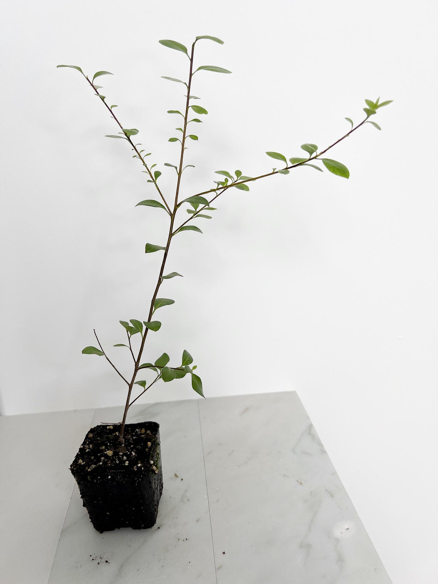 Pittosporum Silver Sheen – Low-Maintenance Privacy Hedge Shrub