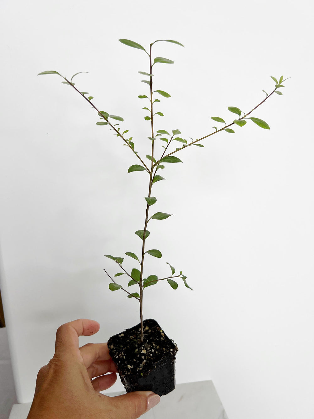 Pittosporum Silver Sheen Hedge Plant Starter Privacy Screen Low Maintenance Shrub Landscaping Garden Project Evergreen Ornamental 2 Inch Pot Gardening Gift Home Garden Design