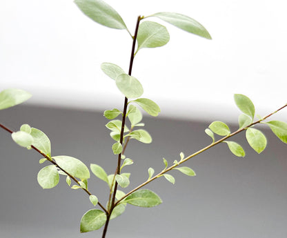 Silver Sheen Hedge Starter Privacy Screen Plant Garden Design Shrub Low Maintenance Evergreen Ornamental Landscaping Project Starter Plant Lover Gift