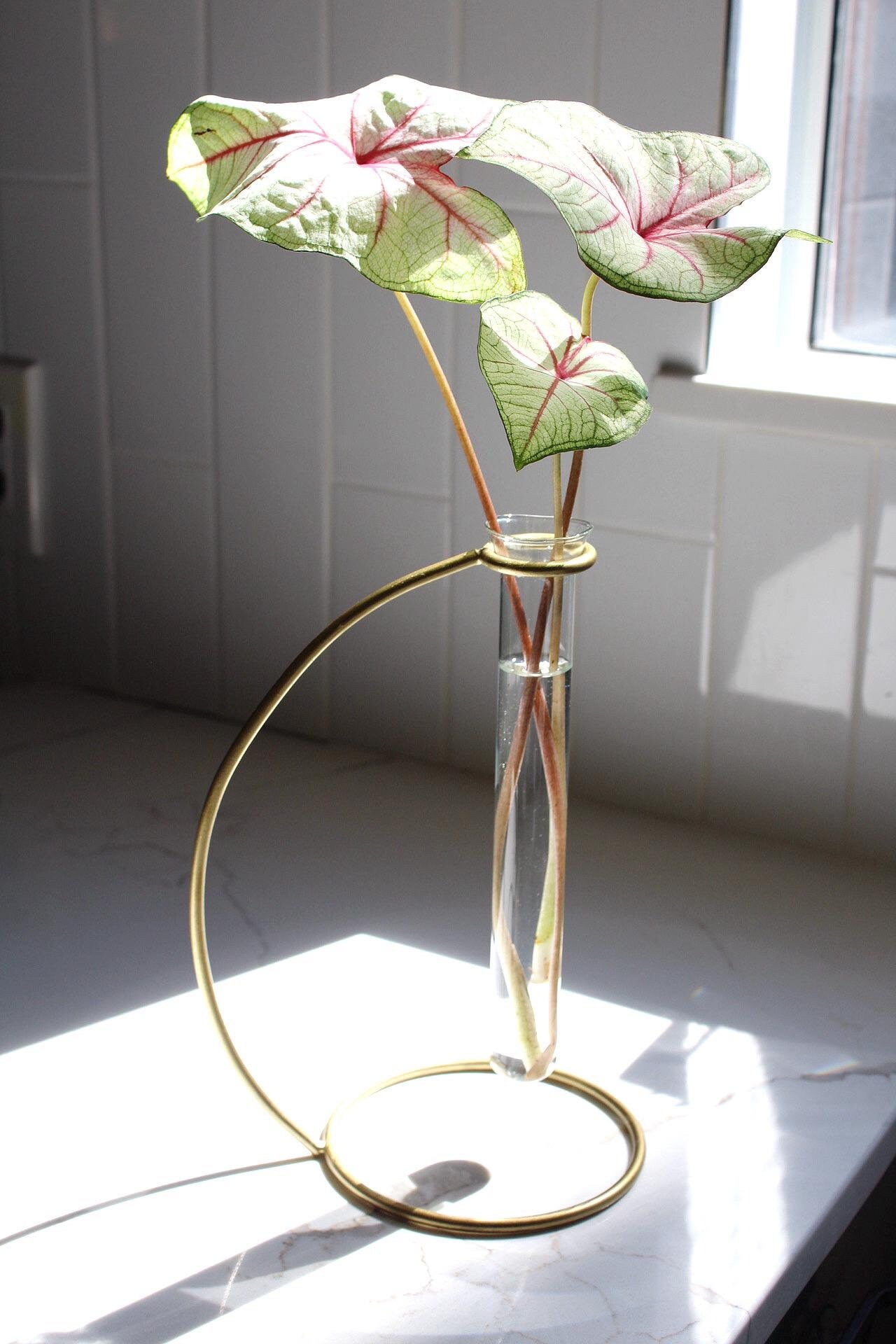 Glass Propagation Tube Brass Stand Bud Vase Modern Home Decor Plant Lover Gift Single Flower Display Boho Minimal Wedding Centerpiece Event Decor Indoor Plant Decor Living Room Bedroom Office Clear Glass Vase