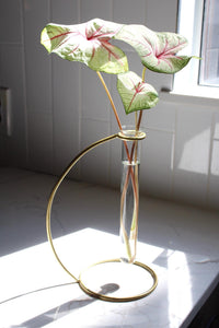 Glass Propagation Tube Brass Stand Bud Vase Modern Home Decor Plant Lover Gift Single Flower Display Boho Minimal Wedding Centerpiece Event Decor Indoor Plant Decor Living Room Bedroom Office Clear Glass Vase