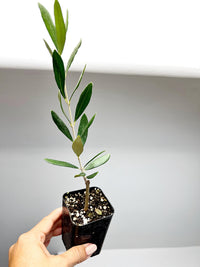 Mission Olive European Starter Plant Tree Olea Mission Mediterranean Plant Outdoor Garden Landscaping   Drought Tolerant Indoor Patio Plant