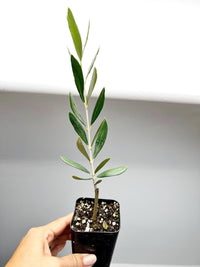 Mission Olive Tree Sapling Drought-Tolerant Mediterranean Garden Plant Patio Tree for Beginner Low-Maintenance Outdoor Fruit Home Decor