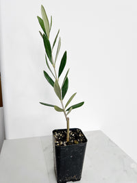 Olive Tree Starter Mission Variety Mediterranean Plant Drought Resistant Evergreen Patio Garden Tree Low Maintenance Fruit Producer Home Decor Gift for Plant Lovers Homeowners