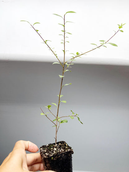 Pittosporum Starter Plant Privacy Solution Low Maintenance Shrub Landscaping Garden Project Evergreen Ornamental Garden Border Plant Homeowner Gift