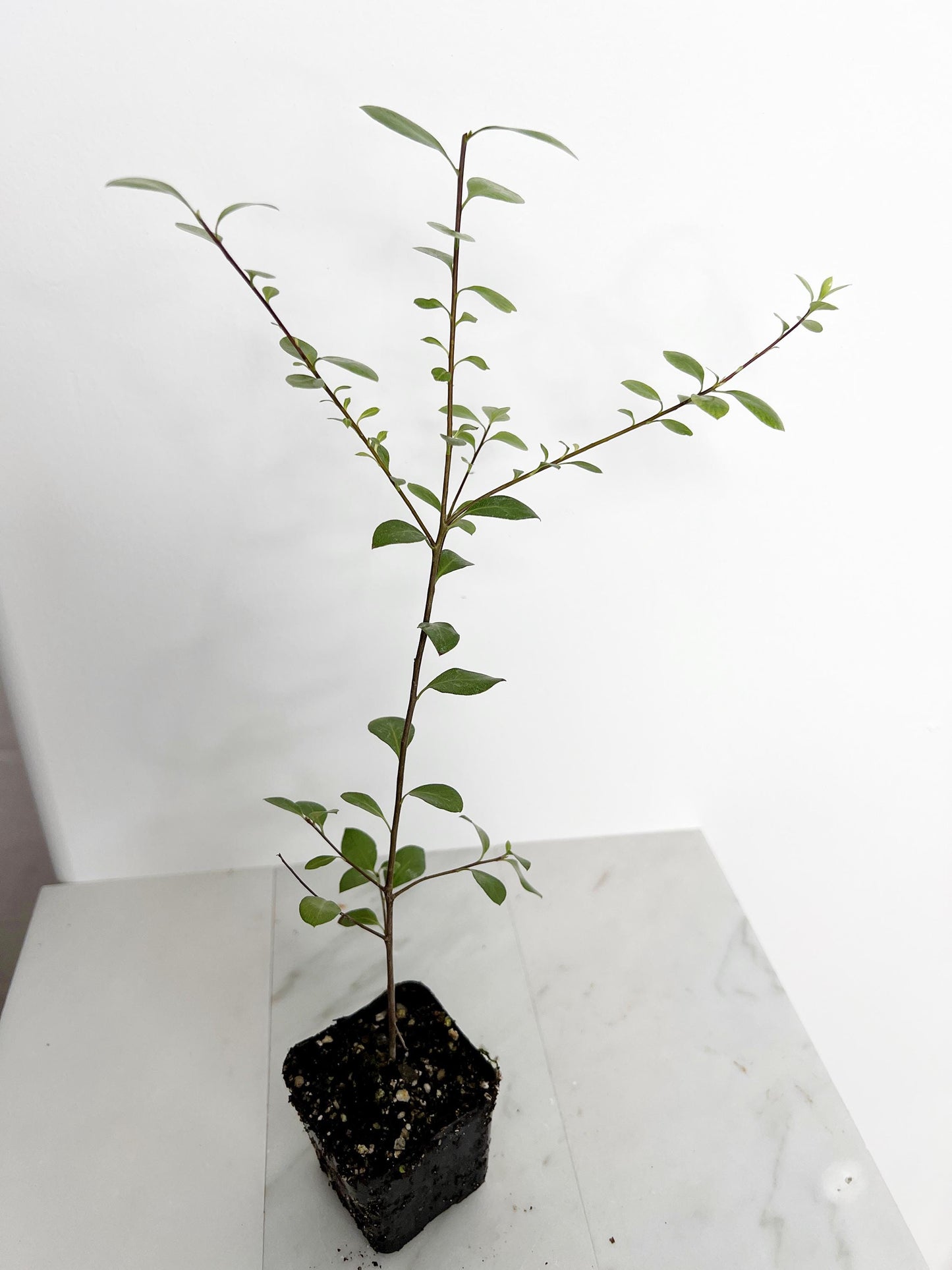 Pittosporum Silver Sheen Hedge Plant Starter Privacy Screen Low Maintenance Shrub Landscaping Garden Project Evergreen Ornamental 2 Inch Pot Gardening Gift Home Garden Design