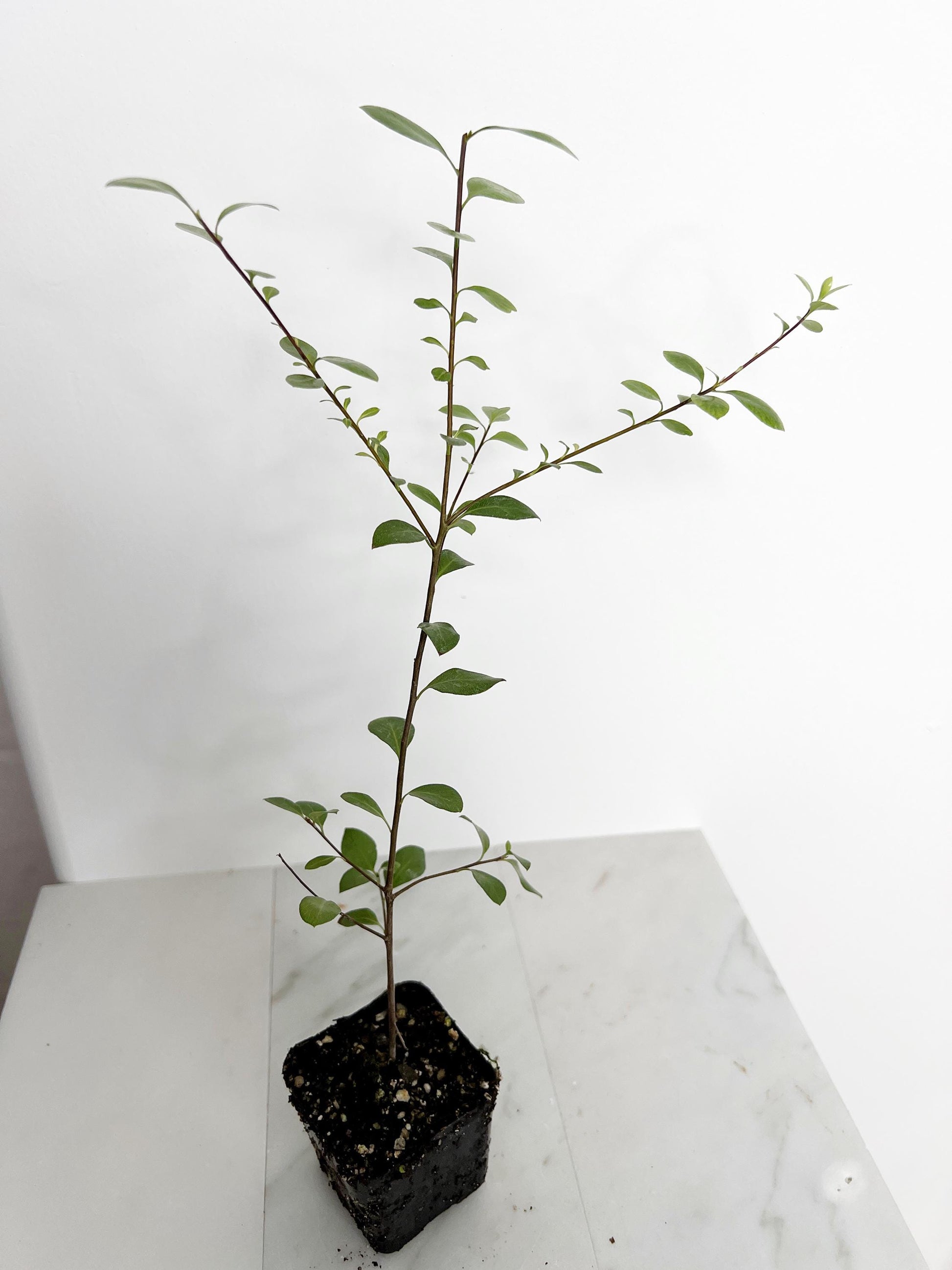 Pittosporum Silver Sheen Hedge Plant Starter Privacy Screen Low Maintenance Shrub Landscaping Garden Project Evergreen Ornamental 2 Inch Pot Gardening Gift Home Garden Design