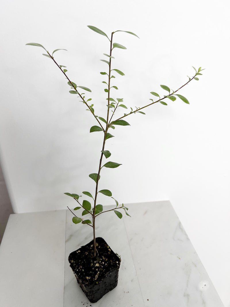 Pittosporum Silver Sheen Hedge Plant Starter Privacy Screen Low Maintenance Shrub Landscaping Garden Project Evergreen Ornamental 2 Inch Pot Gardening Gift Home Garden Design