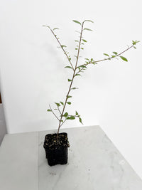 Hedge Plant Starter Kit Privacy Screen Shrub Garden Design Plant Ornamental Evergreen Silvery Foliage Landscaping Project Starter Home Gardening Plant Gift