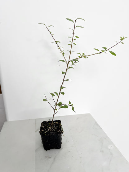 Hedge Plant Starter Kit Privacy Screen Shrub Garden Design Plant Ornamental Evergreen Silvery Foliage Landscaping Project Starter Home Gardening Plant Gift