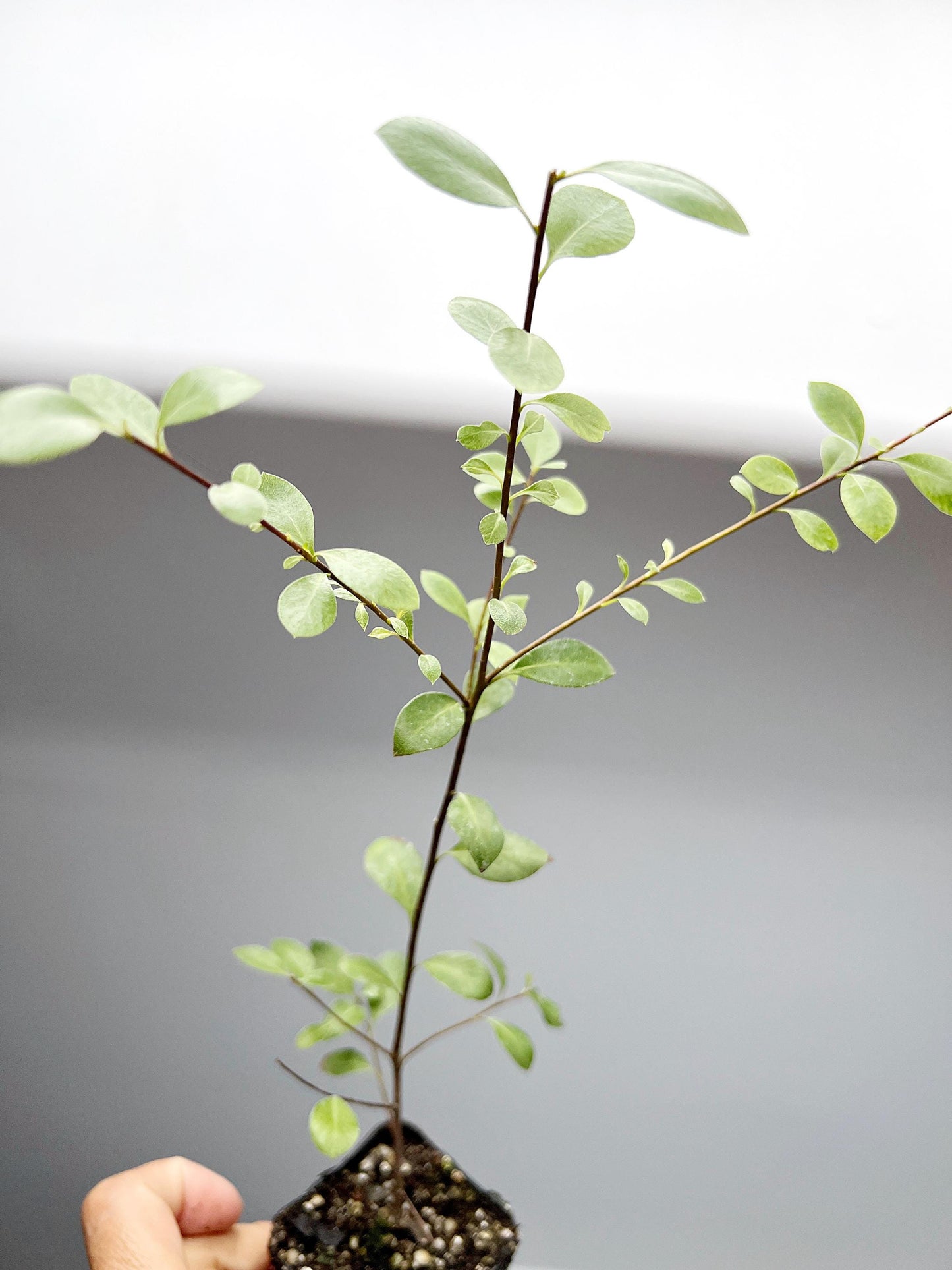 Hedge Plant Starter Kit Privacy Screen Shrub Garden Design Plant Ornamental Evergreen Silvery Foliage Landscaping Project Starter Home Gardening Plant Gift