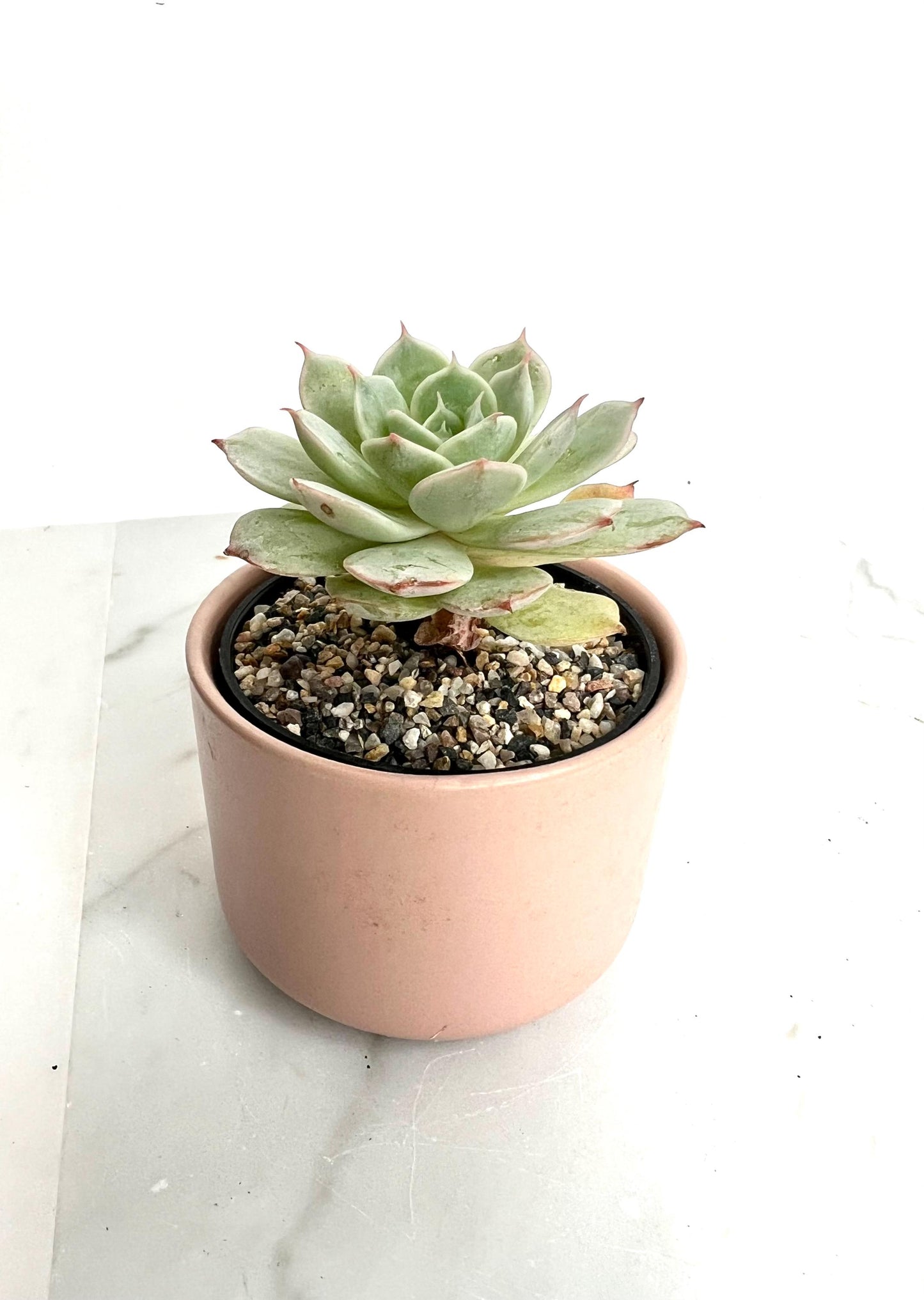 Mini Pink Ceramic Planter Succulent Planter Small Planter Indoor Planter Desk Planter Plant Lover Gift Housewarming Gift Modern Home Decor Cactus Planter Windowsill Planter Teacher Gift