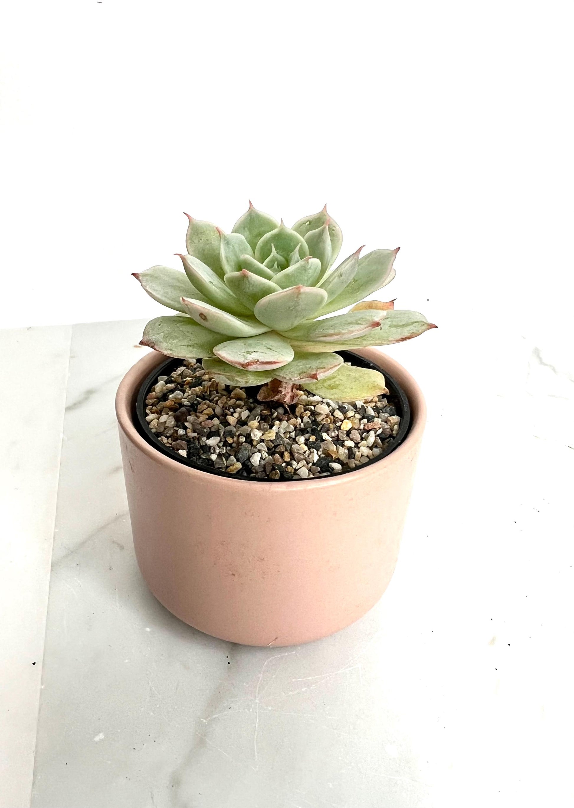 Mini Pink Ceramic Planter Succulent Planter Small Planter Indoor Planter Desk Planter Plant Lover Gift Housewarming Gift Modern Home Decor Cactus Planter Windowsill Planter Teacher Gift